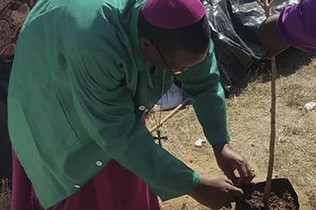 Zimbabwe _Bernard Mzekitreeplanting