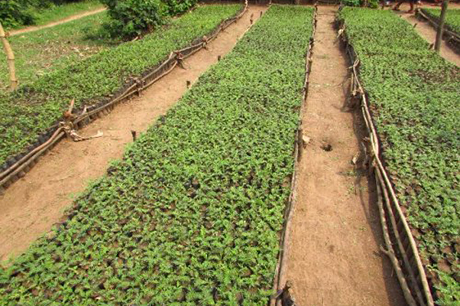 EAB_Environment -Tree -Planting _460x 307