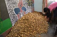 ACEN_Potato _harvest _Durgapur